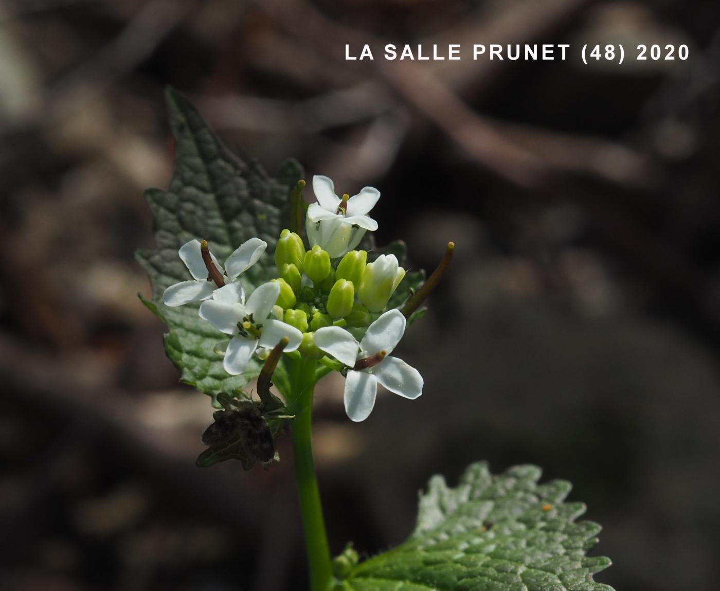 Garlic mustard flower